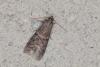 Ephestia sp.